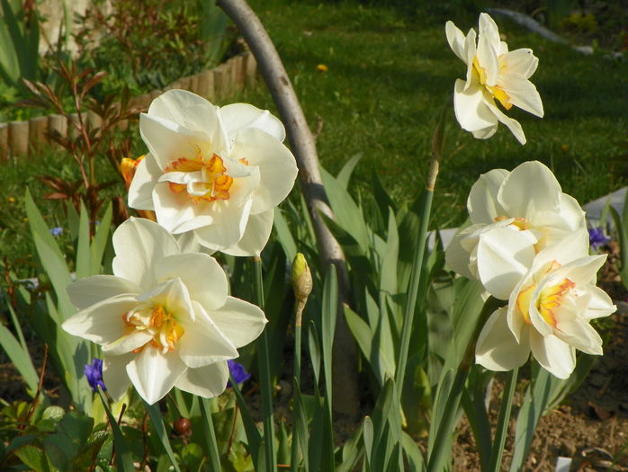 narcise Samantha - Primavara 2015