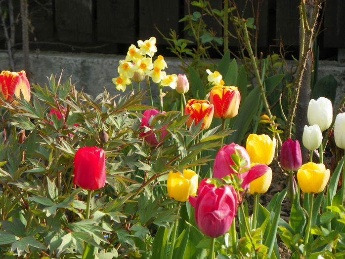 25 apr. 051 - Primavara 2015