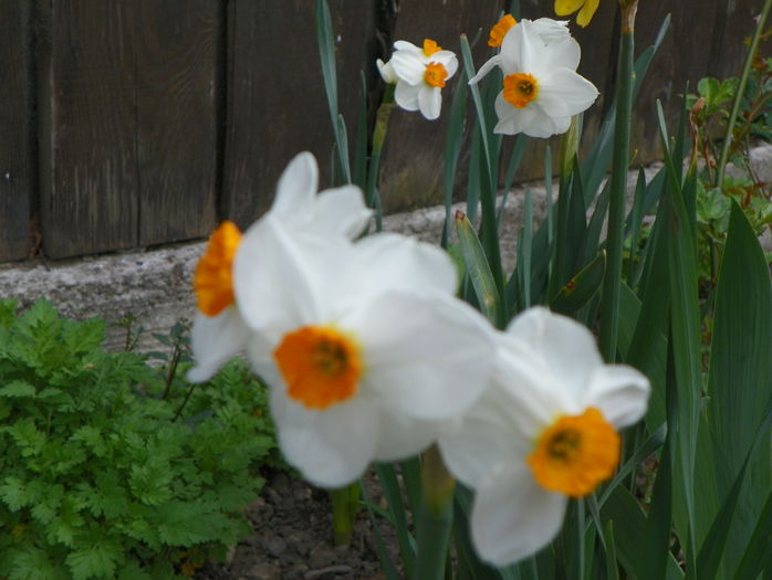 narcise Geranium - Primavara 2015
