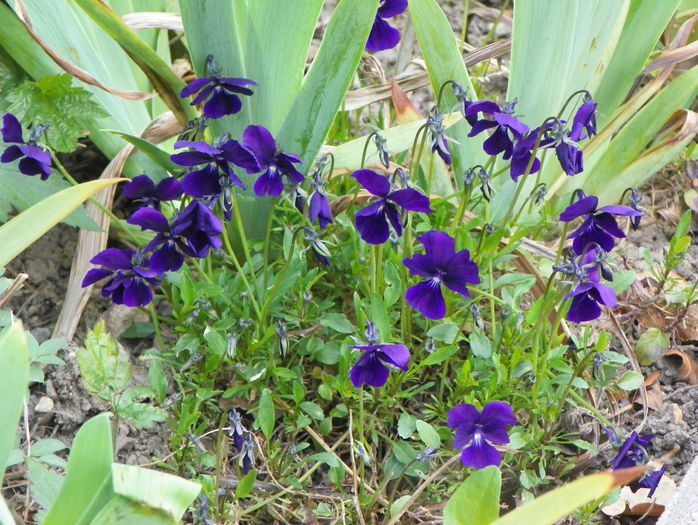 viola calcarata - Primavara 2015