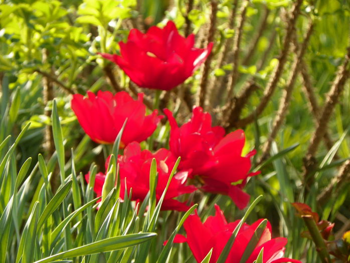 lalele Abba - Primavara 2015