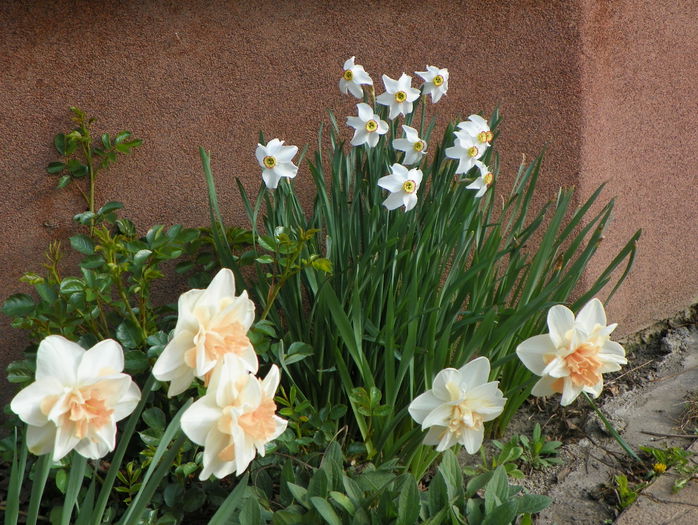 narcise Replete - Primavara 2015