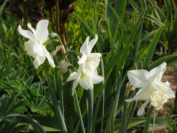 narcise Thalia - Primavara 2015