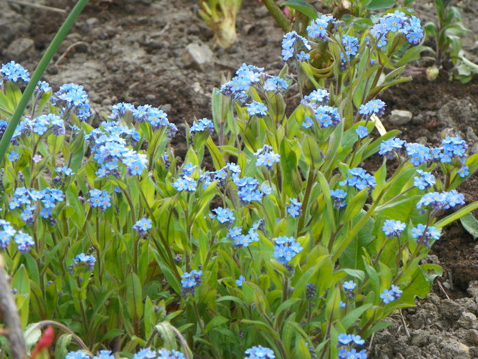 25 apr. 075 - Primavara 2015