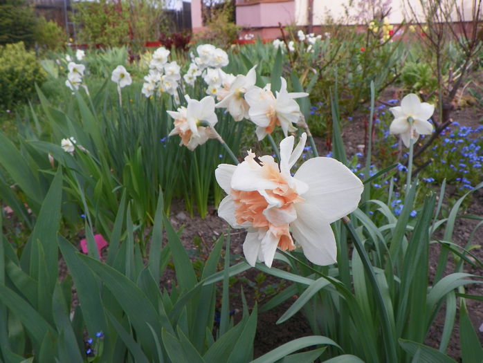 25 apr. 082 - Primavara 2015