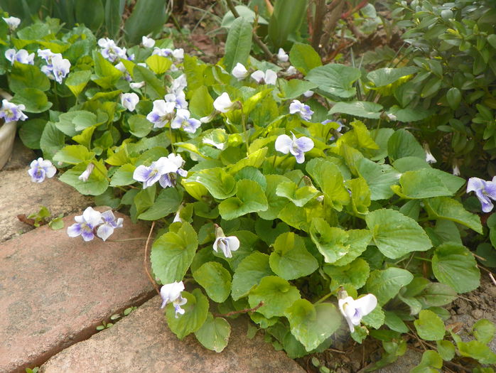 viola sororia Priceana - Primavara 2015
