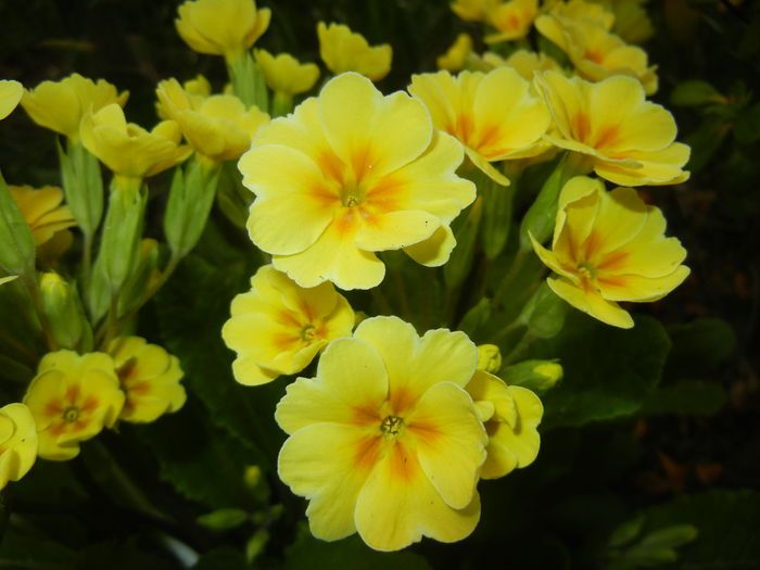 Primula polyanthus Yellow (2015, Apr.14) - Primula polyanthus Yellow