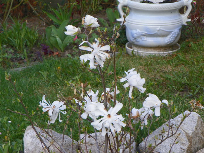 magnolia stellata