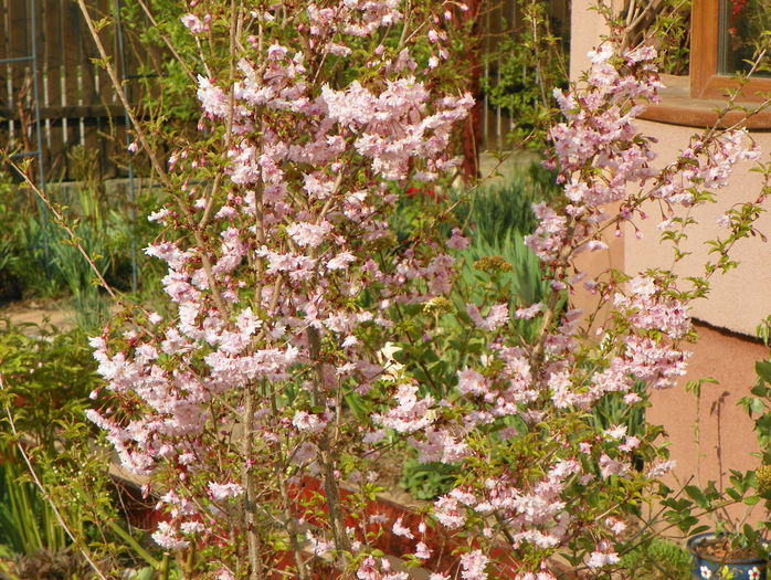 prunus incisa Oshidori