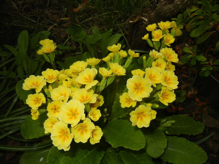 Primula polyanthus Yellow (2015, Apr.14) - Primula polyanthus Yellow