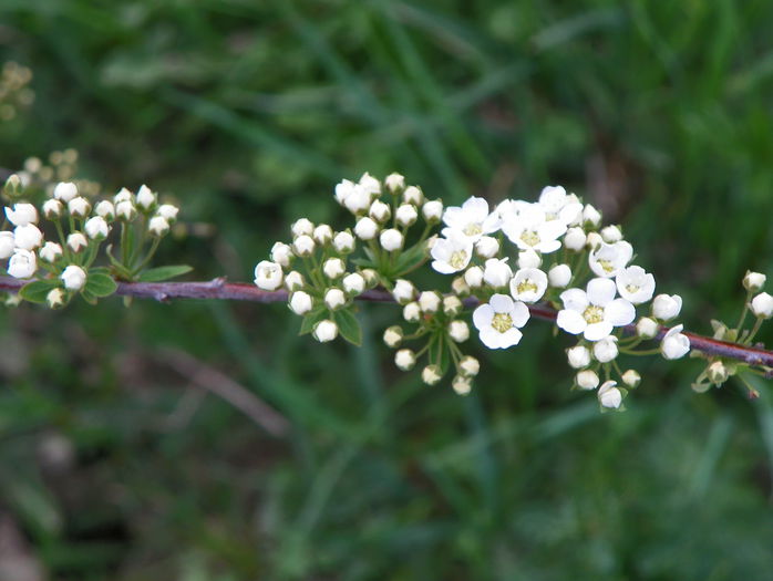 spiraea cinerea Grefsheim - z-Dobarland 2015