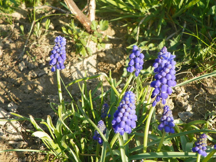 muscari