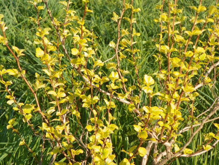 physocarpus Dart's gold - z-Dobarland 2015