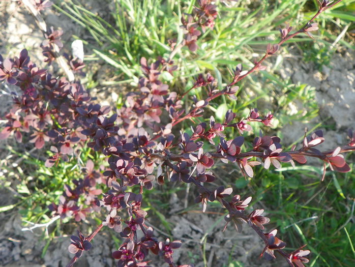 berberis Golden Ring - z-Dobarland 2015