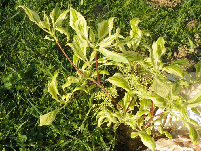 cornus controversa variegata - z-Dobarland 2015