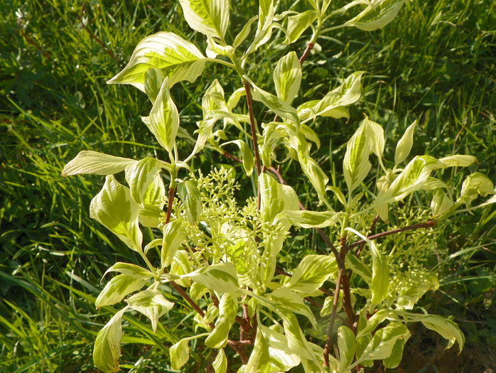 cornus controversa variegata - z-Dobarland 2015