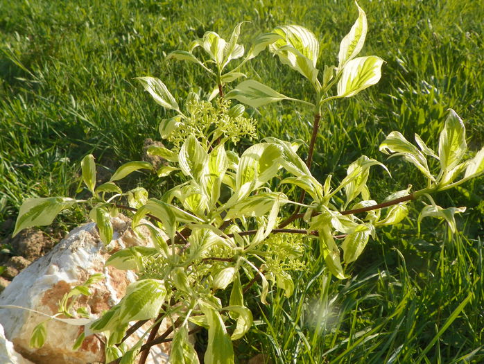 cornus controversa variegata - z-Dobarland 2015