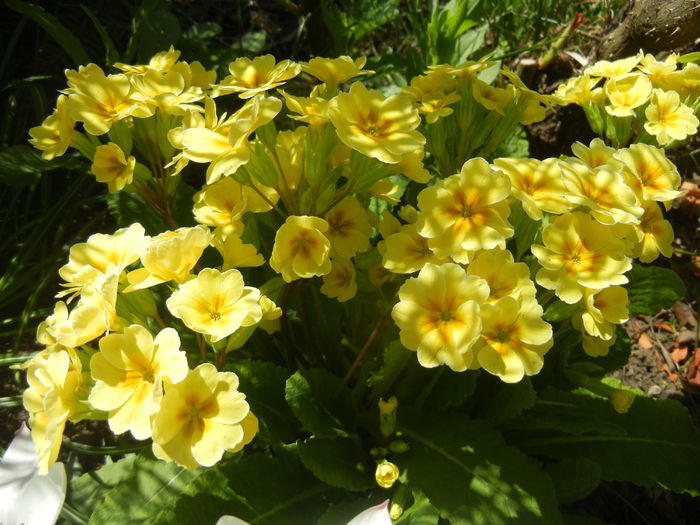 Primula polyanthus Yellow (2015, Apr.17) - Primula polyanthus Yellow