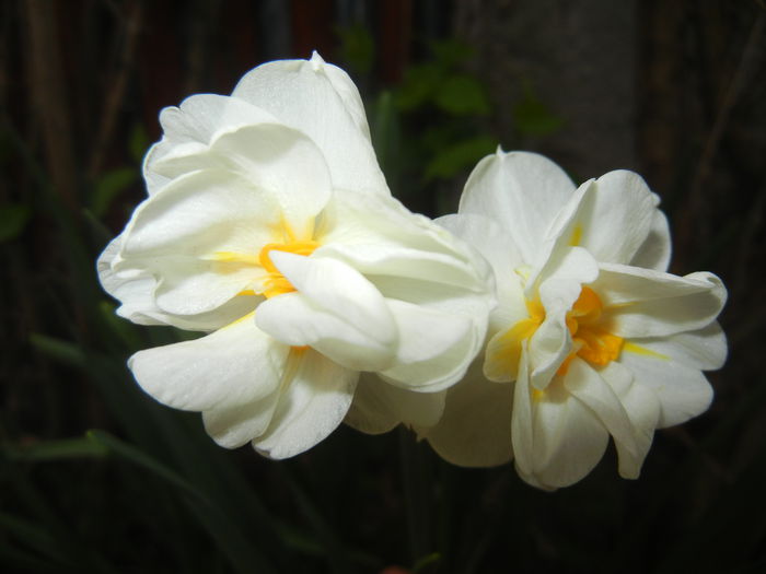 Narcissus Bridal Crown (2015, April 18) - Narcissus Bridal Crown