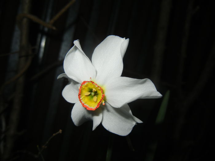 Narcissus Pheasants Eye (2015, April 17) - Narcissus Pheasants Eye