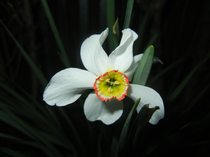 Narcissus Pheasants Eye (2015, April 17) - Narcissus Pheasants Eye