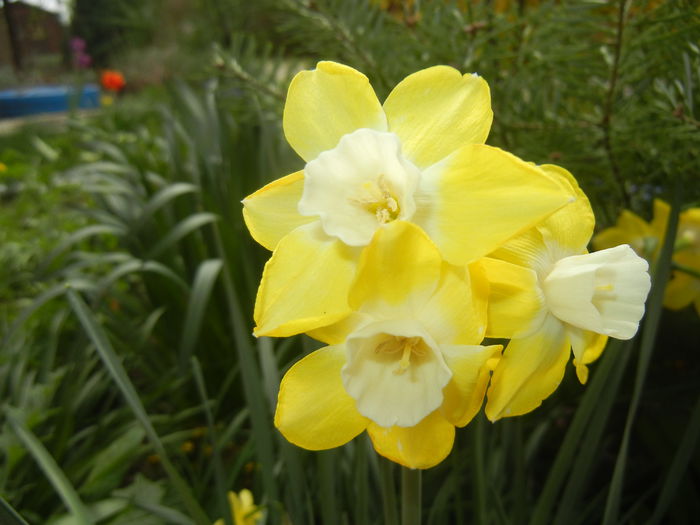 Narcissus Pipit (2015, April 18)