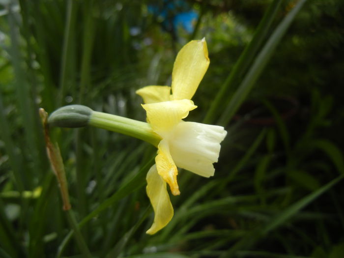 Narcissus Pipit (2015, April 19)