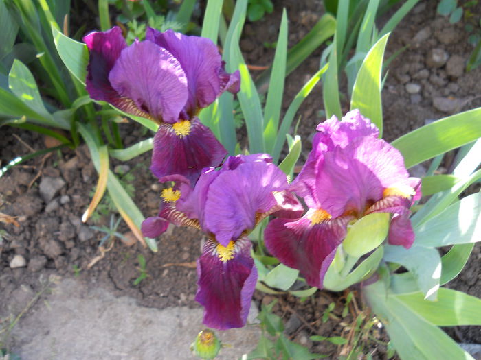 DSCN6046 - iris 2015