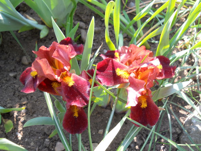 DSCN6071 - iris 2015