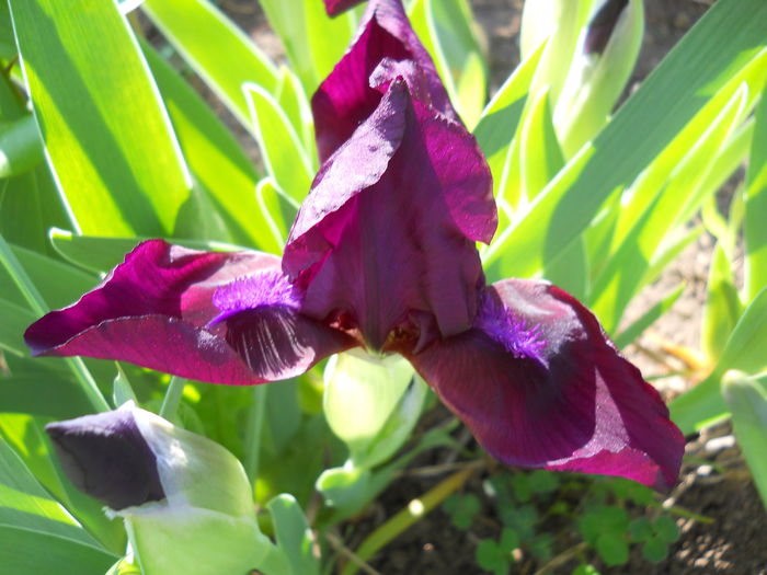 chery garden - iris 2015