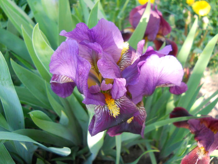 DSCN6099 - iris 2015