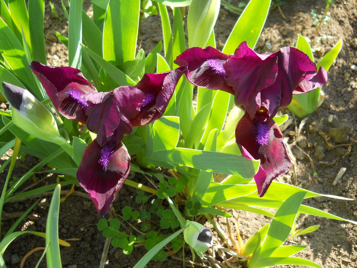 DSCN6100 - iris 2015