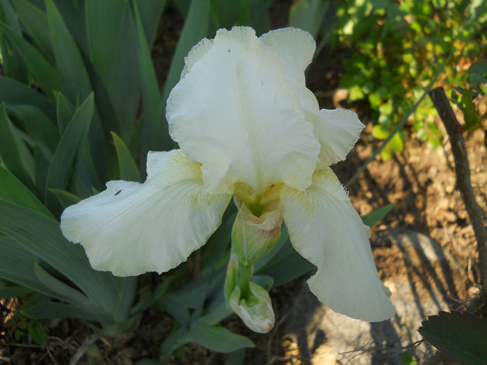 DSCN6102 - iris 2015