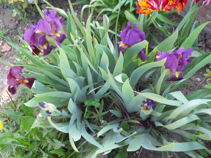 DSCN6103 - iris 2015