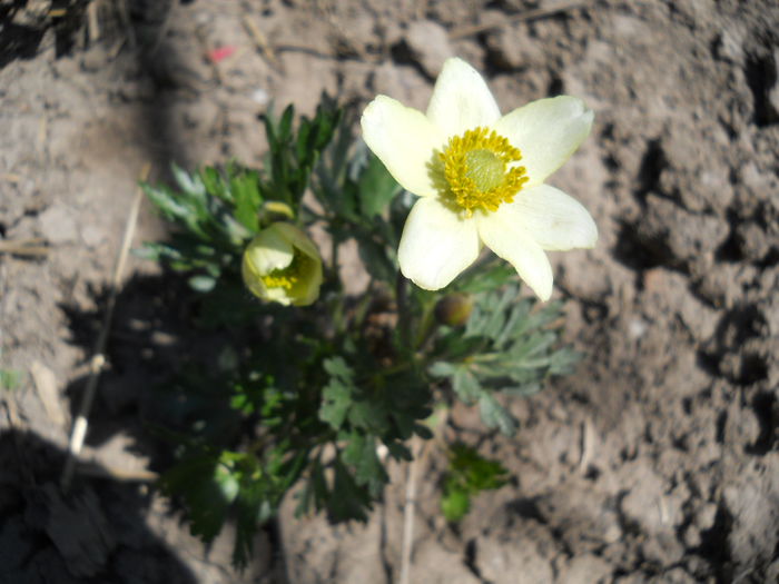 Anemone - light yellow