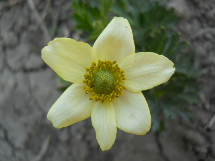 Anemone - light yellow