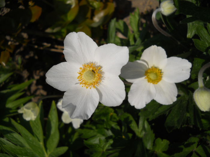 Anemone - white - Flora_2015