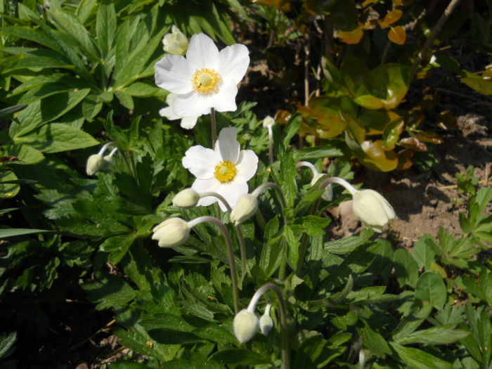 Anemone - white