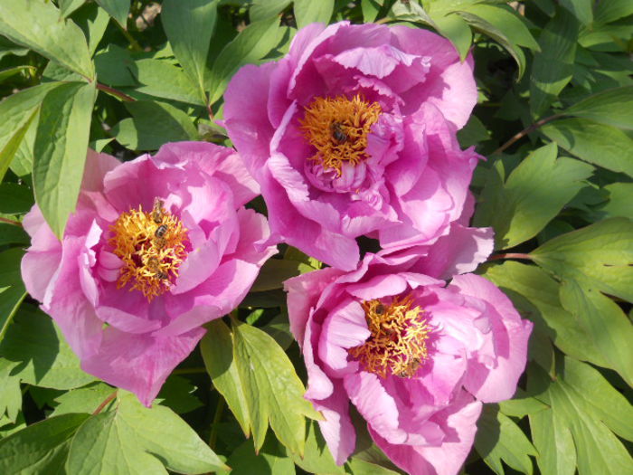 Tree Peony