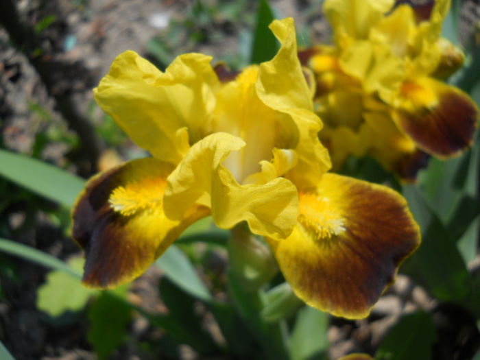 Iris - Autumn embers? - Flora_2015