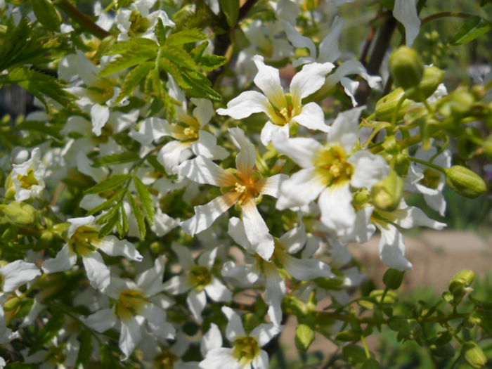 Xanthoceras sorbifolium