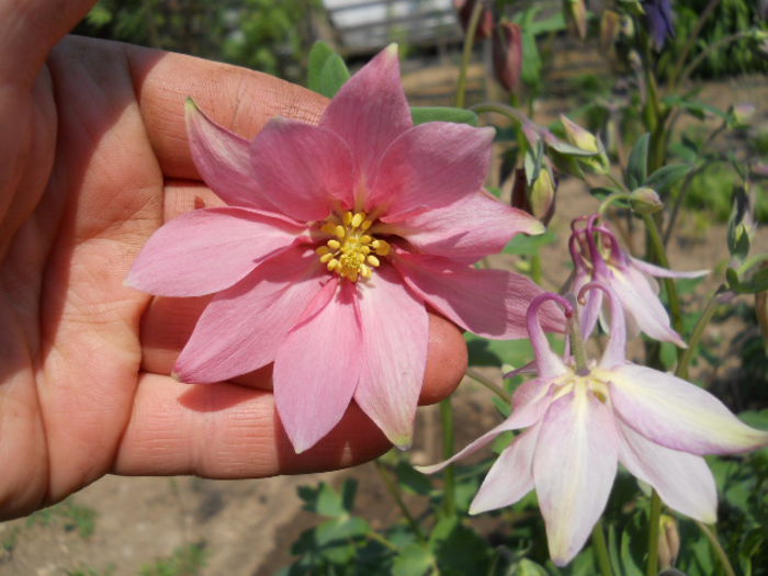 Aquilegia