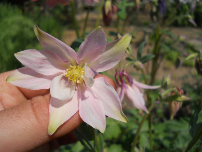 Aquilegia - Flora_2015