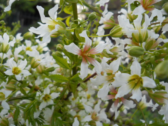 Xanthoceras sorbifolium