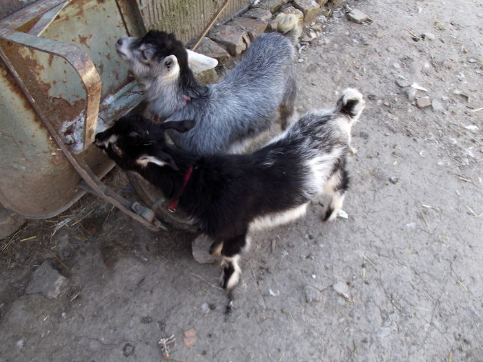 DSCF2773 iedutii ceraselei 2015 la varsta de 1 luna si jumate (4) - a1----iedutii ceraselei din 28 02 2015