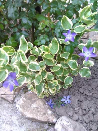 vinca