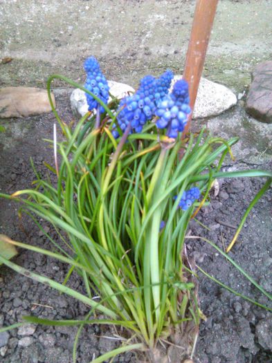 muscari