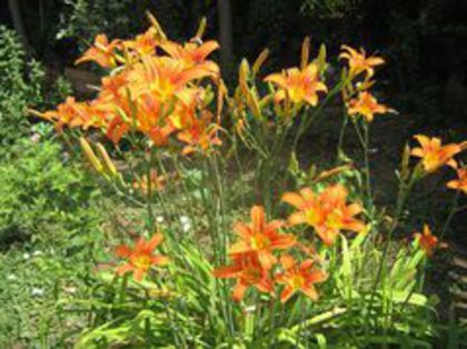 hemerocalis fulva - flori de gradina 2015