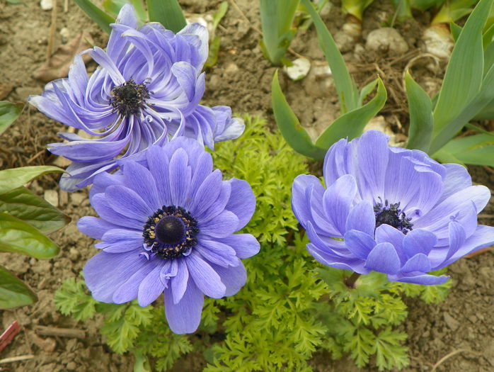 anemone Lord Lieutenant - Primavara 2015