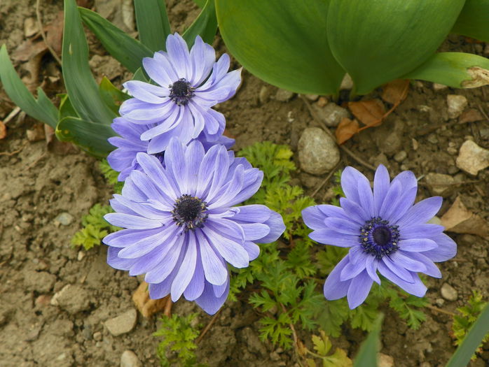 anemone Lord Lieutenant - Primavara 2015